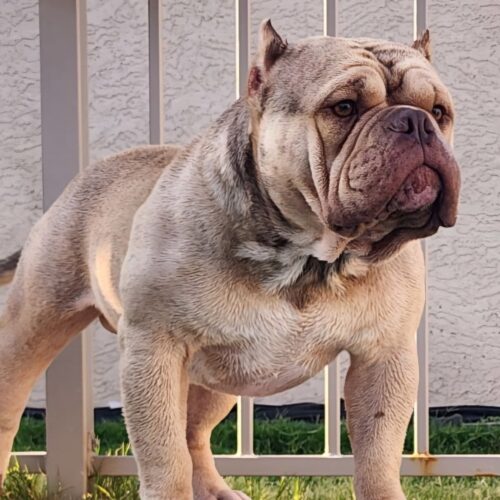 Dozer